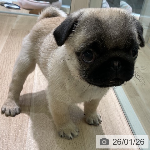 愛知県のパグ (ペットプラス 岡崎店/2025年11月25日生まれ/女の子/フォーン)の子犬の3枚目の画像