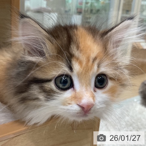 愛知県のサイベリアン (ペットプラス ナゴヤドーム前店/2025年11月26日生まれ/女の子/ブラウンパッチドタビーホワイト)の子猫の4枚目の画像