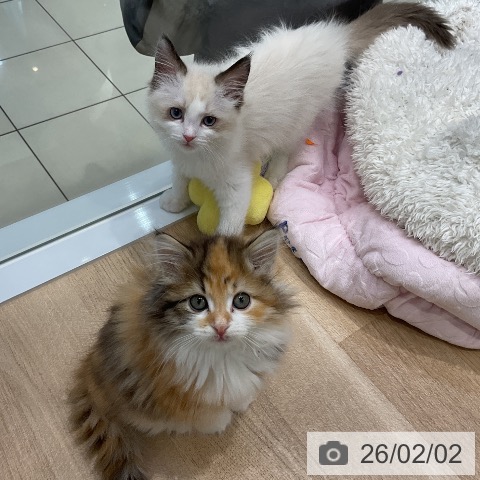 愛知県のサイベリアン (ペットプラス ナゴヤドーム前店/2025年11月26日生まれ/女の子/ブラウンパッチドタビーホワイト)の子猫の4枚目の画像