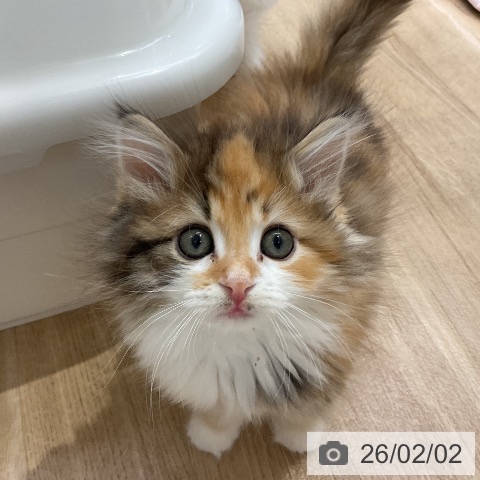 愛知県のサイベリアン (ペットプラス ナゴヤドーム前店/2025年11月26日生まれ/女の子/ブラウンパッチドタビーホワイト)の子猫の3枚目の画像