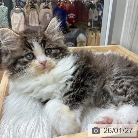 愛知県のサイベリアン (ペットプラス 熱田店/2025年11月27日生まれ/男の子/ブラウンタビーホワイト)の子猫の4枚目の画像