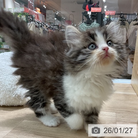 愛知県のサイベリアン (ペットプラス 熱田店/2025年11月27日生まれ/男の子/ブラウンタビーホワイト)の子猫の3枚目の画像