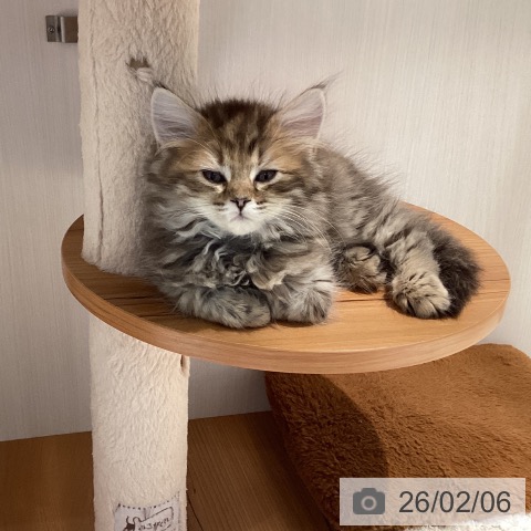 岐阜県のサイベリアン (ペットプラス 各務原店/2025年11月27日生まれ/女の子/ブラウンパッチドタビー)の子猫の4枚目の画像