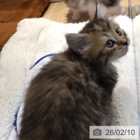 岐阜県のサイベリアン (ペットプラス 各務原店/2025年11月27日生まれ/女の子/ブラウンパッチドタビー)の子猫の3枚目の画像