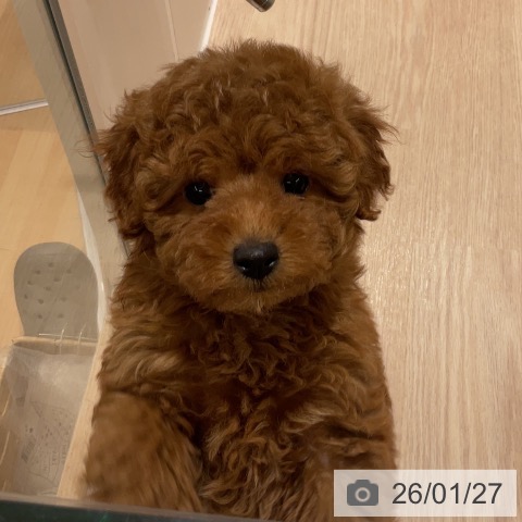 石川県のトイプードル(トイ) (ペットプラス かほく店/2025年11月27日生まれ/男の子/レッドフォーン)の子犬の3枚目の画像