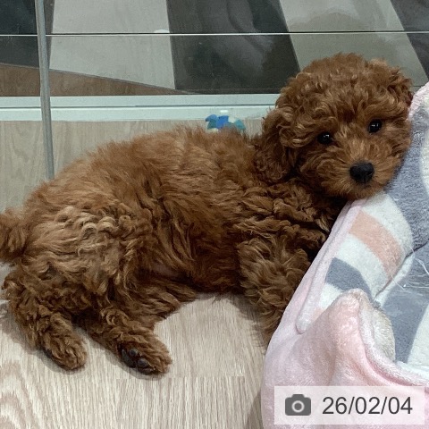 トイ・プードルの写真