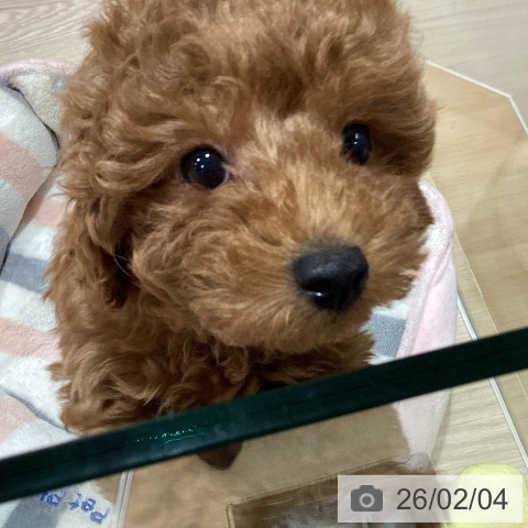 トイ・プードルの写真