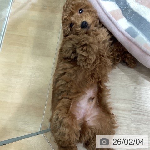 トイ・プードルの写真