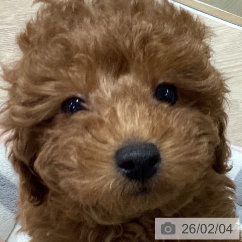 トイ・プードルの写真