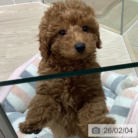 トイ・プードルの写真