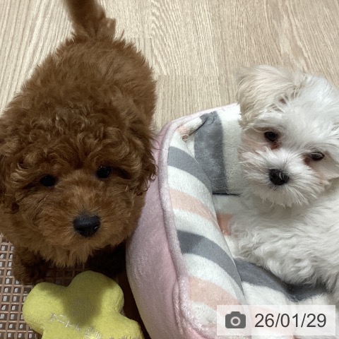 トイ・プードルの写真