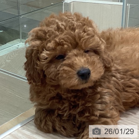 石川県のトイプードル(トイ) (ペットプラス かほく店/2025年11月27日生まれ/男の子/レッドフォーン)の子犬の4枚目の画像