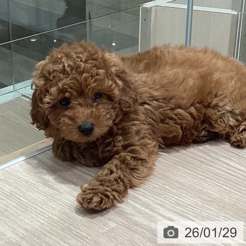 石川県のトイプードル(トイ) (ペットプラス かほく店/2025年11月27日生まれ/男の子/レッドフォーン)の子犬の3枚目の画像