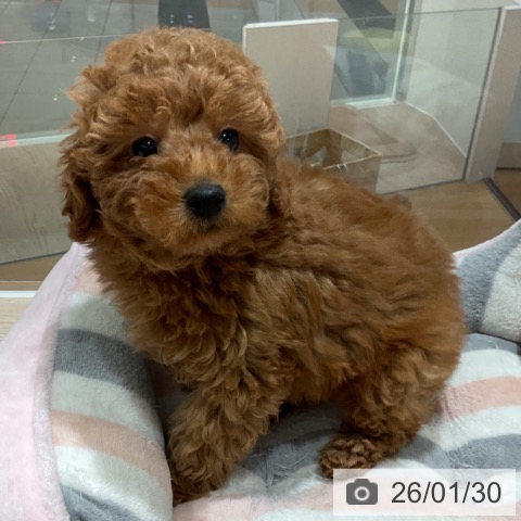 石川県のトイプードル(トイ) (ペットプラス かほく店/2025年11月27日生まれ/男の子/レッドフォーン)の子犬の3枚目の画像