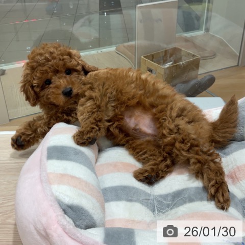 トイ・プードルの写真