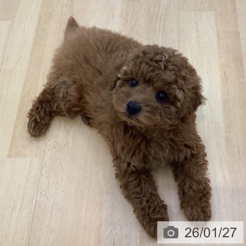 愛知県のトイプードル(トイ) (ペットプラス 三好店/2025年11月27日生まれ/男の子/レッドフォーン)の子犬の4枚目の画像