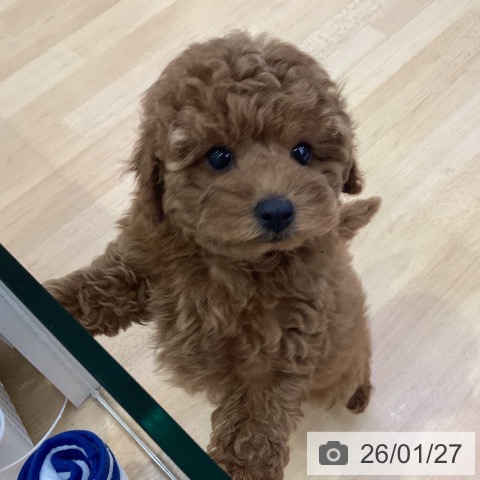 愛知県のトイプードル(トイ) (ペットプラス 三好店/2025年11月27日生まれ/男の子/レッドフォーン)の子犬の3枚目の画像