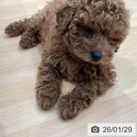 愛知県のトイプードル(トイ) (ペットプラス 三好店/2025年11月27日生まれ/男の子/レッドフォーン)の子犬の4枚目の画像