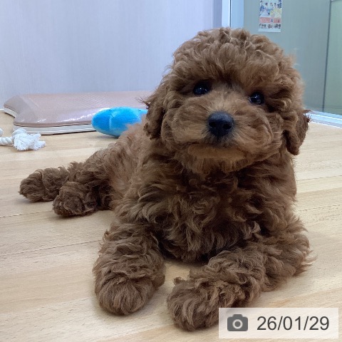 愛知県のトイプードル(トイ) (ペットプラス 三好店/2025年11月27日生まれ/男の子/レッドフォーン)の子犬の3枚目の画像