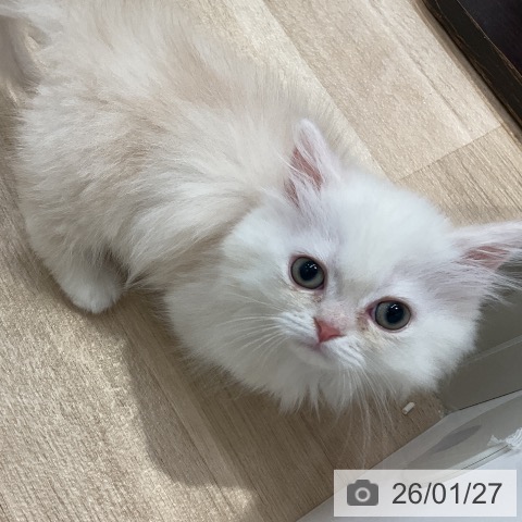 愛知県のミヌエット (ペットプラス ナゴヤドーム前店/2025年11月20日生まれ/男の子/クリームカメオ)の子猫の4枚目の画像