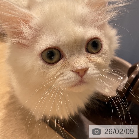 愛知県のミヌエット (ペットプラス ナゴヤドーム前店/2025年11月20日生まれ/男の子/クリームカメオ)の子猫の4枚目の画像