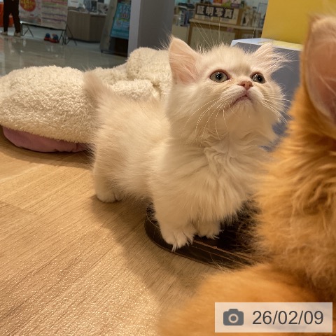 愛知県のミヌエット (ペットプラス ナゴヤドーム前店/2025年11月20日生まれ/男の子/クリームカメオ)の子猫の3枚目の画像