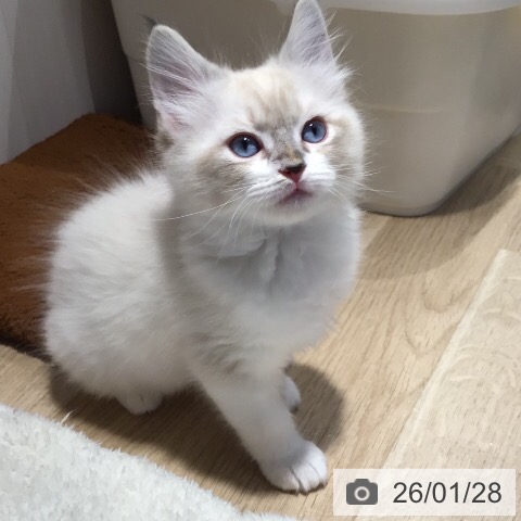 岐阜県のラグドール (ペットプラス 各務原店/2025年11月24日生まれ/男の子/シールリンクスポイントバイカラー)の子猫の3枚目の画像