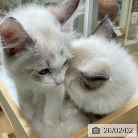 ラグドールの写真