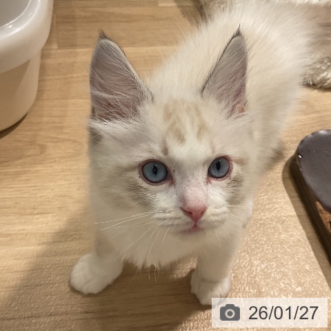 愛知県のラグドール (ペットプラス ナゴヤドーム前店/2025年11月24日生まれ/男の子/シールリンクスポイントバイカラー)の子猫の4枚目の画像