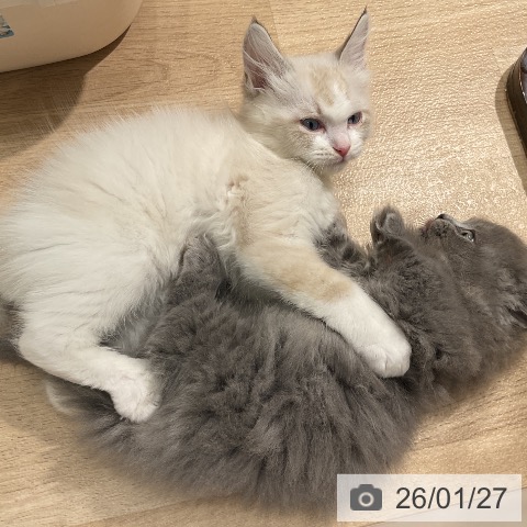 愛知県のラグドール (ペットプラス ナゴヤドーム前店/2025年11月24日生まれ/男の子/シールリンクスポイントバイカラー)の子猫の3枚目の画像