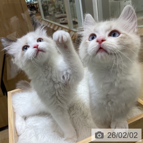 愛知県のラグドール (ペットプラス ナゴヤドーム前店/2025年11月24日生まれ/男の子/シールリンクスポイントバイカラー)の子猫の3枚目の画像
