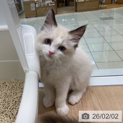 ラグドールの写真