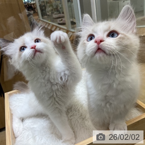 ラグドールの写真