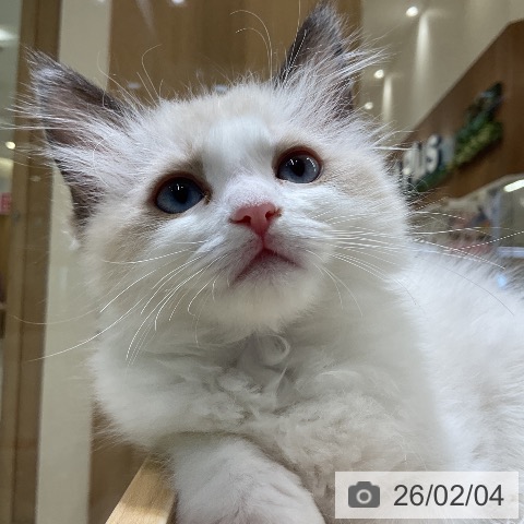 ラグドールの写真