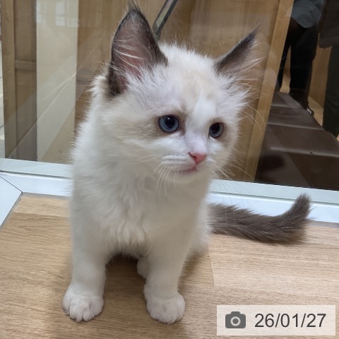 愛知県のラグドール (ペットプラス ナゴヤドーム前店/2025年11月24日生まれ/女の子/シールポイントバイカラー)の子猫の4枚目の画像