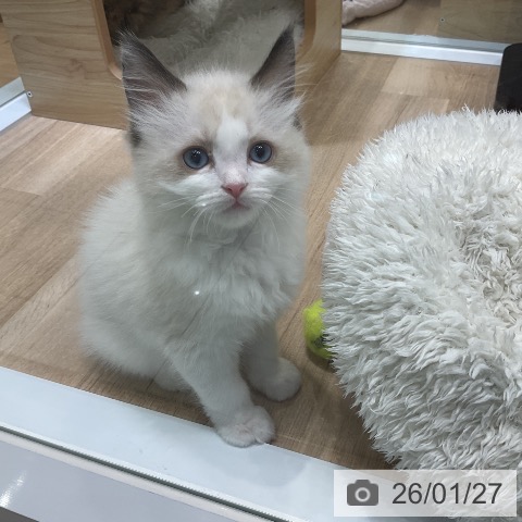 愛知県のラグドール (ペットプラス ナゴヤドーム前店/2025年11月24日生まれ/女の子/シールポイントバイカラー)の子猫の3枚目の画像