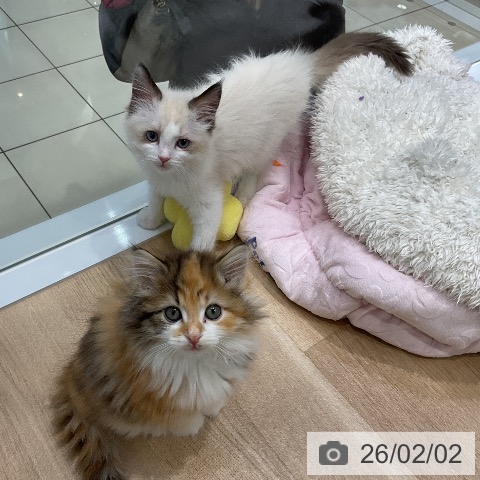 ラグドールの写真