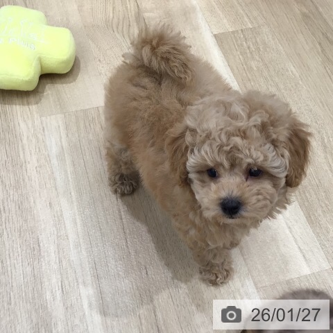 岐阜県のトイプードル(トイ) (ペットプラス 各務原店/2025年11月27日生まれ/男の子/アプリコット)の子犬の4枚目の画像