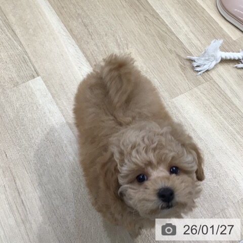 岐阜県のトイプードル(トイ) (ペットプラス 各務原店/2025年11月27日生まれ/男の子/アプリコット)の子犬の3枚目の画像