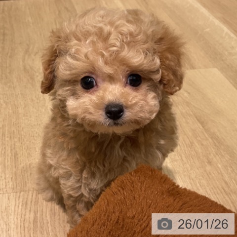 愛知県のトイプードル(トイ) (ペットプラス 岡崎店/2025年11月27日生まれ/男の子/アプリコット)の子犬の3枚目の画像