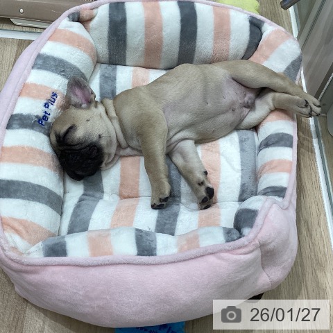 フレンチ・ブルドッグの写真