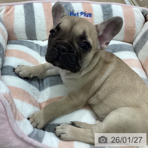 岐阜県のフレンチブルドッグ (ペットプラス 各務原店/2025年11月25日生まれ/男の子/フォーン)の子犬の4枚目の画像