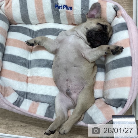 岐阜県のフレンチブルドッグ (ペットプラス 各務原店/2025年11月25日生まれ/男の子/フォーン)の子犬の3枚目の画像