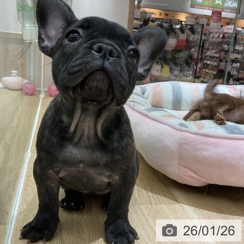 愛知県のフレンチブルドッグ (ペットプラス イオンモール豊川店/2025年11月25日生まれ/女の子/ブリンドル)の子犬の4枚目の画像