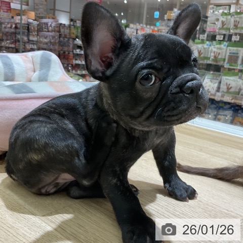 愛知県のフレンチブルドッグ (ペットプラス イオンモール豊川店/2025年11月25日生まれ/女の子/ブリンドル)の子犬の3枚目の画像