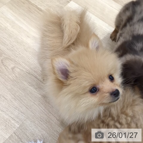 岐阜県のポメラニアン (ペットプラス 各務原店/2025年11月25日生まれ/男の子/オレンジ)の子犬の4枚目の画像