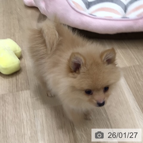岐阜県のポメラニアン (ペットプラス 各務原店/2025年11月25日生まれ/男の子/オレンジ)の子犬の3枚目の画像