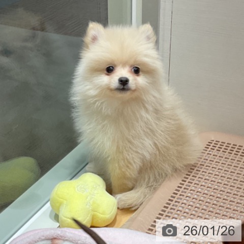石川県のポメラニアン (ペットプラス 新小松店/2025年11月25日生まれ/女の子/クリーム)の子犬の4枚目の画像