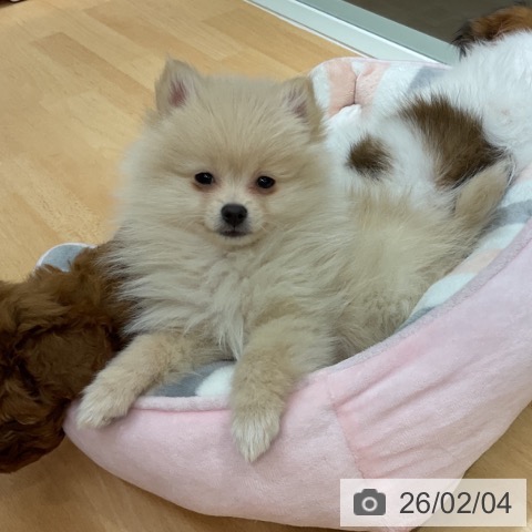 ポメラニアンの写真