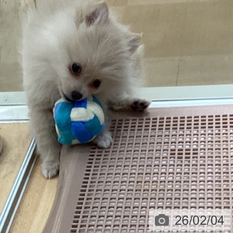 ポメラニアンの写真